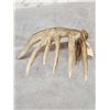 Image 6 : Big 98" Whitetail Shed Antler