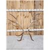 Image 1 : Set Of 17.1 Lbs Elk Cut Off Antlers