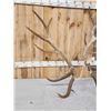 Image 3 : Set Of 17.1 Lbs Elk Cut Off Antlers