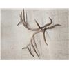 Image 4 : Set Of 17.1 Lbs Elk Cut Off Antlers