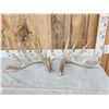 Image 1 : Big 225" Set Of Whitetail Shed Antlers