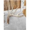 Image 2 : Big 225" Set Of Whitetail Shed Antlers