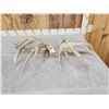 Image 4 : Big 225" Set Of Whitetail Shed Antlers