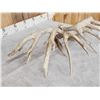 Image 5 : Big 225" Set Of Whitetail Shed Antlers