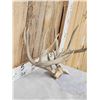 Image 3 : Main Frame 5x5 Whitetail Antlers On Skull Plate