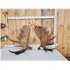 Image 1 : Big 40.8 Lbs Set Of Alaskan Moose Antlers