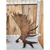 Image 2 : Big 40.8 Lbs Set Of Alaskan Moose Antlers