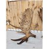 Image 3 : Big 40.8 Lbs Set Of Alaskan Moose Antlers