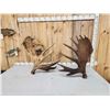 Image 4 : Big 40.8 Lbs Set Of Alaskan Moose Antlers