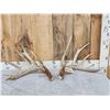 Image 1 : BIG 232" Set Of Whitetail Shed Antlers