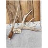Image 2 : BIG 232" Set Of Whitetail Shed Antlers
