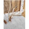Image 3 : BIG 232" Set Of Whitetail Shed Antlers