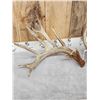 Image 5 : BIG 232" Set Of Whitetail Shed Antlers