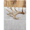 Image 6 : BIG 232" Set Of Whitetail Shed Antlers