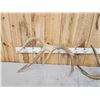 Image 4 : 11.6 Lbs Set Of Elk Cut Off Antlers