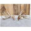 Image 1 : 202" Set Of Whitetail Shed Antlers