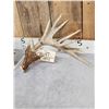 Image 2 : 202" Set Of Whitetail Shed Antlers