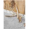 Image 3 : 202" Set Of Whitetail Shed Antlers