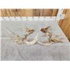 Image 4 : 202" Set Of Whitetail Shed Antlers