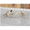 Image 5 : 202" Set Of Whitetail Shed Antlers