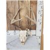 Image 1 : Mini Monster 4x5 Whitetail Antlers On Skull