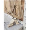 Image 2 : Mini Monster 4x5 Whitetail Antlers On Skull