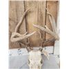 Image 3 : Mini Monster 4x5 Whitetail Antlers On Skull