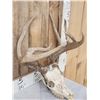Image 4 : Mini Monster 4x5 Whitetail Antlers On Skull
