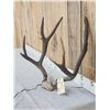 Image 2 : BIG 4x4 Mule Deer Antlers On Skull Plate