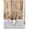 MONSTER 306" Whitetail Antlers On Skull