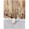 Image 2 : MONSTER 306" Whitetail Antlers On Skull