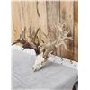 Image 3 : MONSTER 306" Whitetail Antlers On Skull