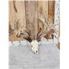 Image 4 : MONSTER 306" Whitetail Antlers On Skull
