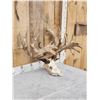 Image 5 : MONSTER 306" Whitetail Antlers On Skull