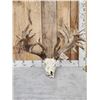 Image 6 : MONSTER 306" Whitetail Antlers On Skull