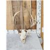 Freak 160 Class Whitetail Antlers On Skull