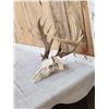 Image 2 : Freak 160 Class Whitetail Antlers On Skull