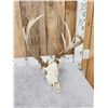 Image 3 : Freak 160 Class Whitetail Antlers On Skull