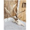 Image 4 : Freak 160 Class Whitetail Antlers On Skull