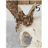 Image 5 : Freak 160 Class Whitetail Antlers On Skull