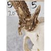 Image 6 : Freak 160 Class Whitetail Antlers On Skull