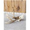 Image 8 : Freak 160 Class Whitetail Antlers On Skull