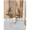 Big 4x4 Wild Whitetail Antlers On Skull