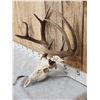 Image 2 : Big 4x4 Wild Whitetail Antlers On Skull