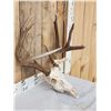 Image 3 : Big 4x4 Wild Whitetail Antlers On Skull