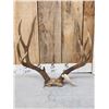 4x5 Mule Deer Antlers On Skull Plate