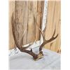 Image 2 : 4x5 Mule Deer Antlers On Skull Plate