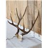 Image 3 : 4x5 Mule Deer Antlers On Skull Plate
