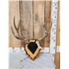 5x5 Mule Deer Antlers On Plaque