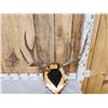 Image 2 : 5x5 Mule Deer Antlers On Plaque